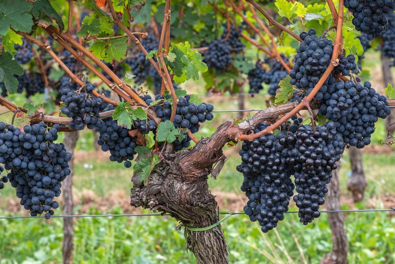 The Grapevine By Manvi Bed & Breakfast Montepulciano Exterior photo