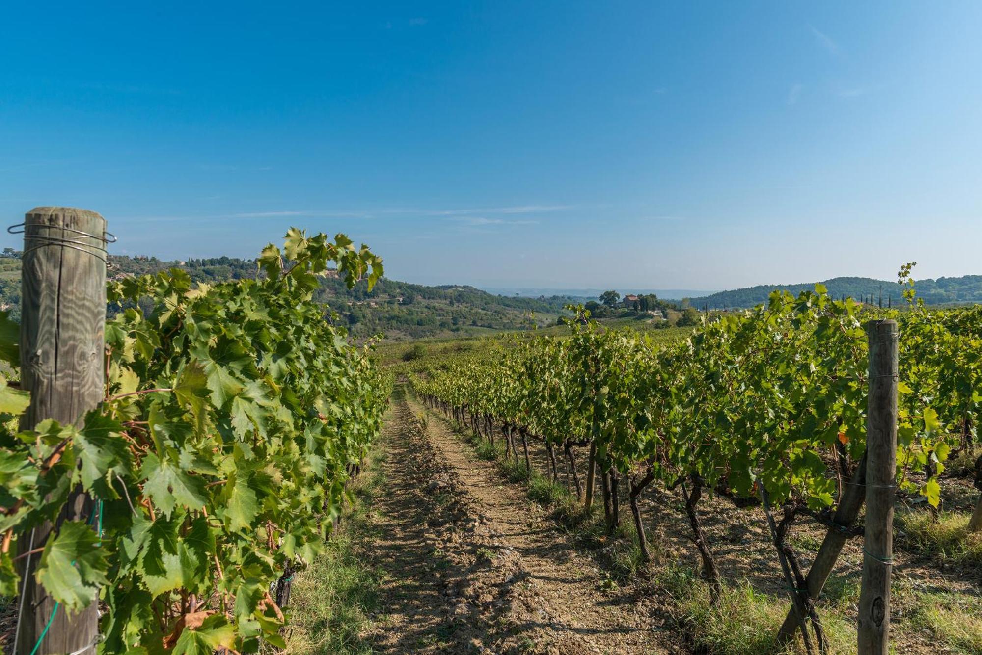 The Grapevine By Manvi Bed & Breakfast Montepulciano Exterior photo