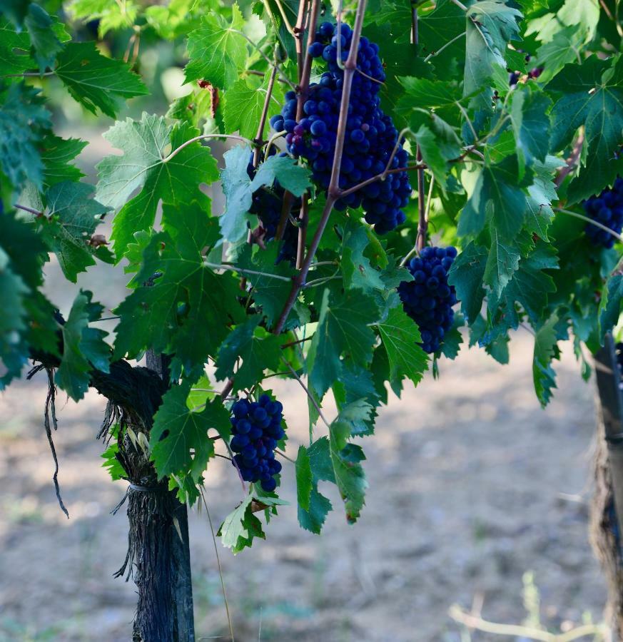 The Grapevine By Manvi Bed & Breakfast Montepulciano Exterior photo